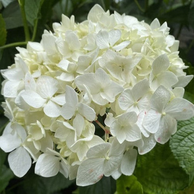 Hortensie Macrophylla Immaculata Ghiveci 2L 15-20cm - Bulbshop