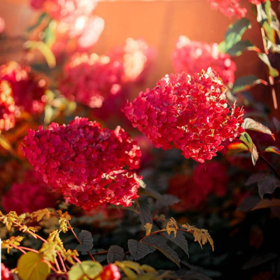 Hortensie Paniculata Wims Red Ghiveci P19 2L 10-20cm - Bulbshop.ro