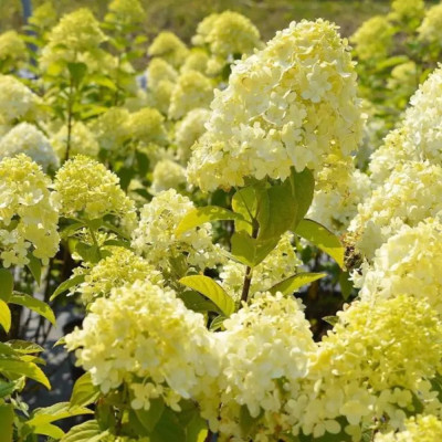 Hortensie Paniculata Candlelight Ghiveci 2L 10-20cm - Bulbshop.ro