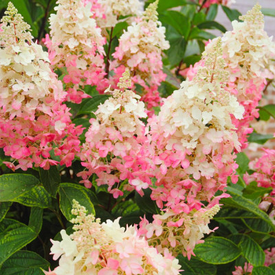 Hortensie Paniculata Pinky Winky Ghiveci 2L 10-20cm - Bulbshop.ro