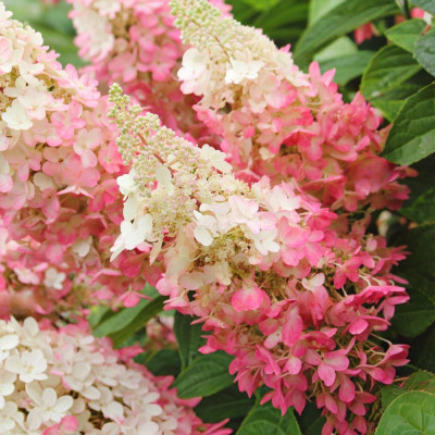 Hortensie Paniculata Pinky Winky Ghiveci 2L 10-20cm - Bulbshop.ro
