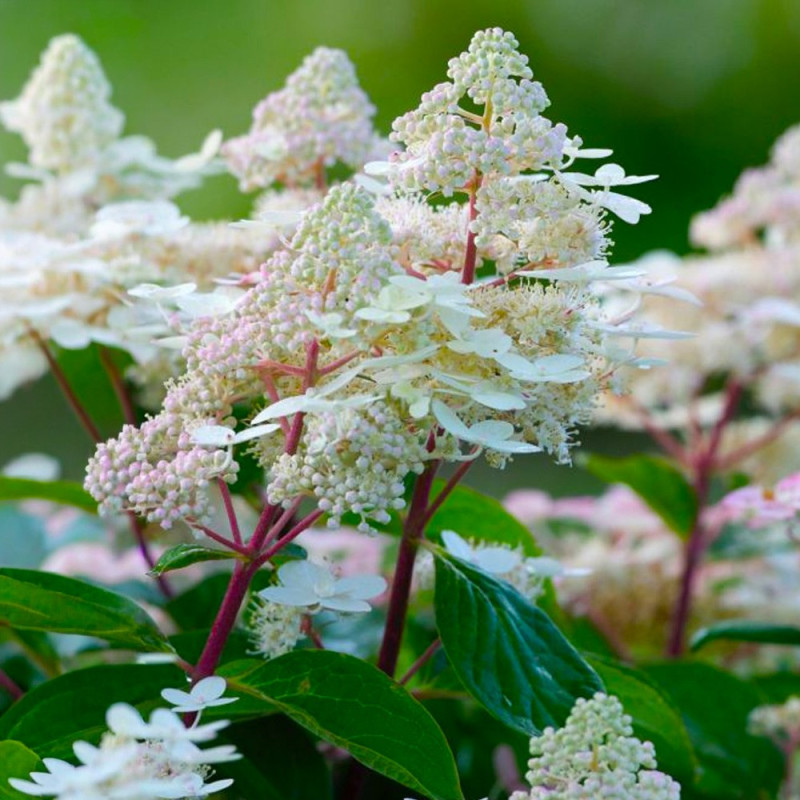 Hortensie Paniculata Early Harry Ghiveci 2L 20-30cm - Bulbshop.ro