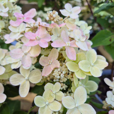 Hortensie Paniculata Early Harry Ghiveci 2L 20-30cm - Bulbshop.ro