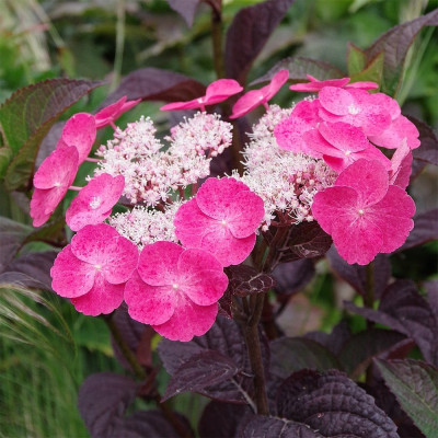 Hortensie Paniculata Dare Devil Ghiveci 2L 10-20cm - Bulbshop.ro