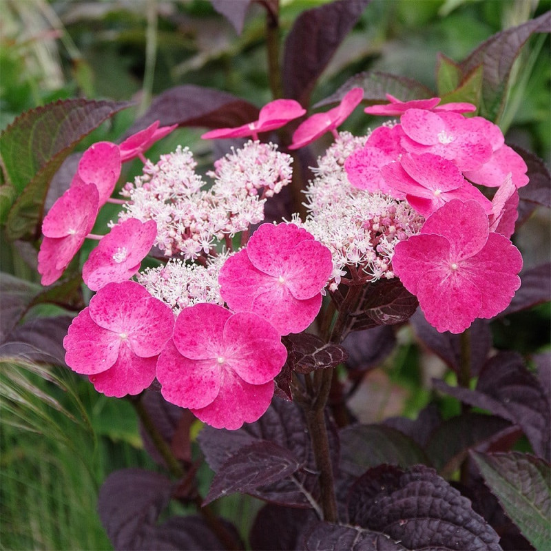 Hortensie Paniculata Dare Devil Ghiveci 2L 10-20cm - Bulbshop.ro