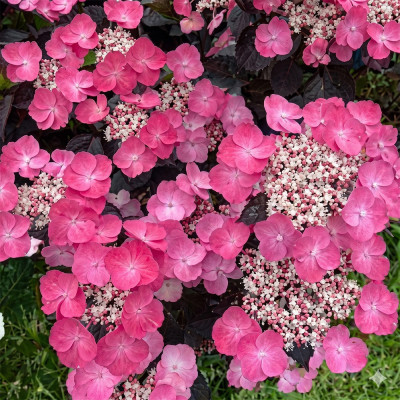Hortensie Paniculata Dare Devil Ghiveci 2L 10-20cm - Bulbshop.ro