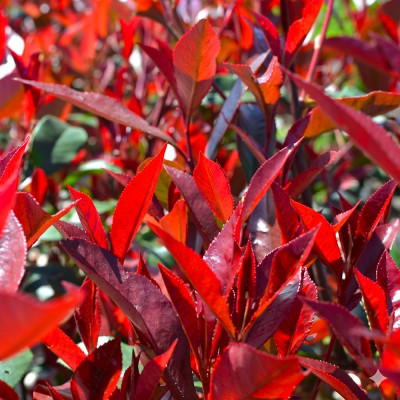 Photinia Dynamo Red Ghiveci 5L 60-70cm - Gard Viu Roșu - Bulbshop.ro