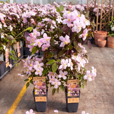 Clematis montana Mayleen Ghiveci 2L 60-80cm - Bulbshop.ro