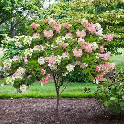 Hortensie Pomisor Vanille Fraise pe Trunchi 10L 100-120cm - Bulbshop.ro