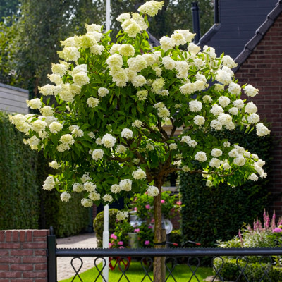 Hortensie Pomisor Little Spooky pe Trunchi 10L 100-120cm - Bulbshop.ro