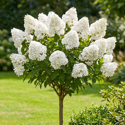 Hortensie Pomisor Silver Dollar pe Trunchi 10L 100-120cm - Bulbshop.ro