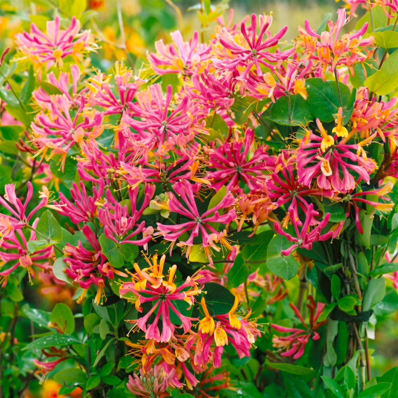Caprifoi Gold Flame Lonicera Ghiveci 2L 60-70cm - Bulbshop.ro