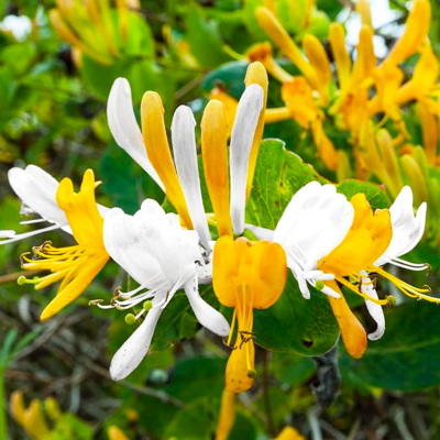 Caprifoi Halliana Lonicera Japonica Parfumat 2L 60-70cm - Bulbshop.ro
