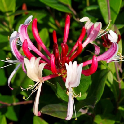 Caprifoi Red World Lonicera Periclymenum 2L 60-70cm - Bulbshop.ro