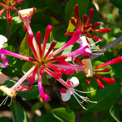 Caprifoi Red World Lonicera Periclymenum 2L 60-70cm - Bulbshop.ro