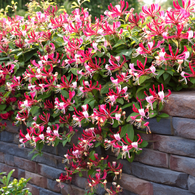 Caprifoi Red World Lonicera Periclymenum 2L 60-70cm - Bulbshop.ro