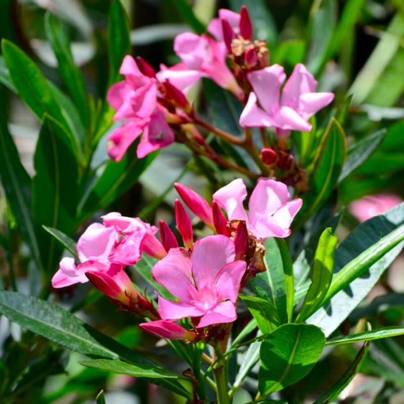 Leandru Roz Splendens (Nerium oleander) - Arbust Mediteranean Parfumate