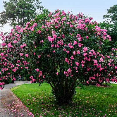 Leandru Roz Splendens (Nerium oleander) - Arbust Mediteranean Parfumate