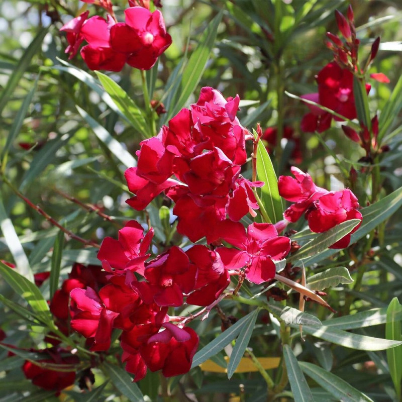 Leandru Rosu Hardy Red (Nerium oleander) - Arbust Mediteranean Clasic