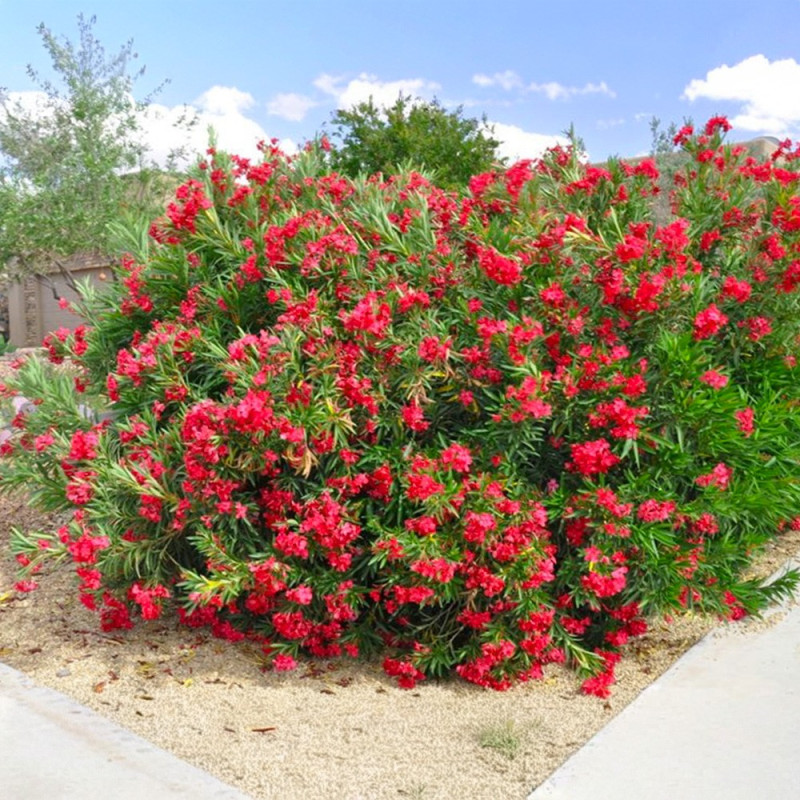 Leandru Rosu Hardy Red (Nerium oleander) - Arbust Mediteranean Clasic