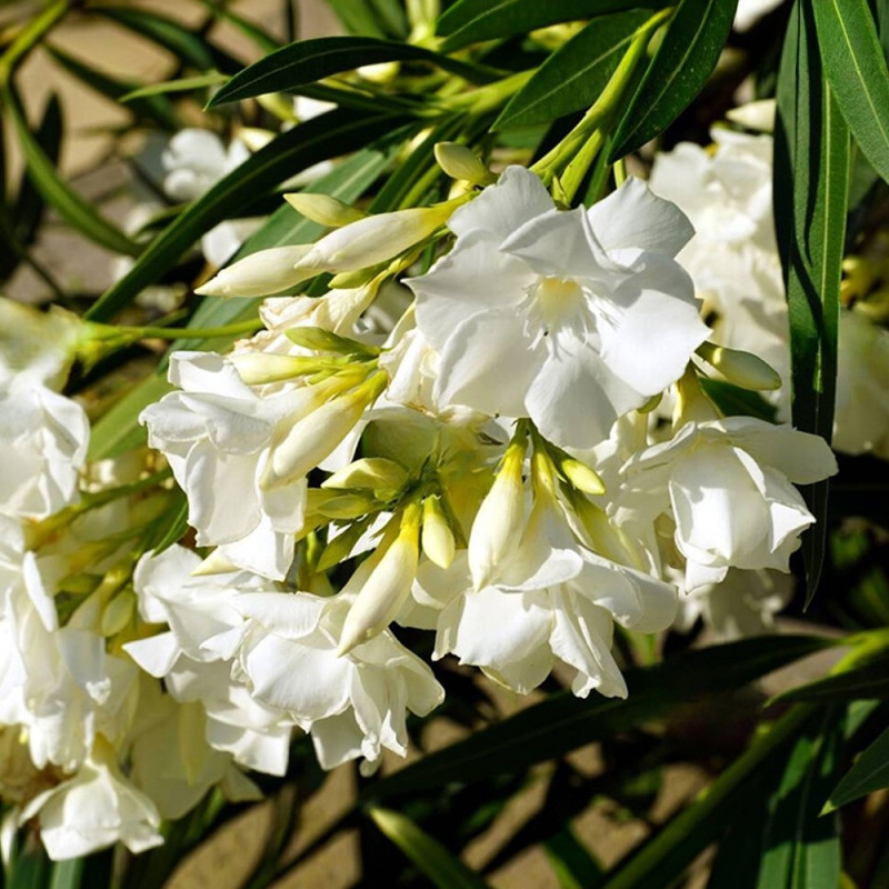 Leandru Alb Soeur Agnes (Nerium oleander) - Arbust Mediteranean Clasic