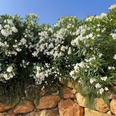 Leandru Alb Soeur Agnes (Nerium oleander) - Arbust Mediteranean Clasic