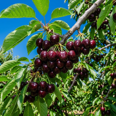 Pom Fructifer Cires Bing Anul 3 | BulbShop.ro