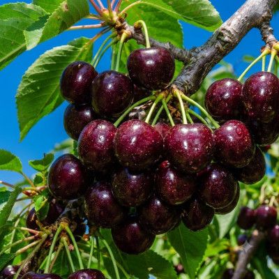 Cires "Bing" Pom Fructifer Anul 3 - Bulbshop