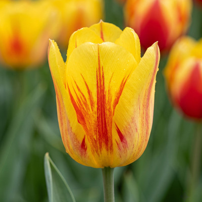 Bulbi Lalele Easter Parade 12+ (Triumph Bicolore) | Bulbshop.ro