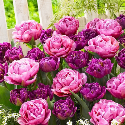 Bulbi Lalele Purple Explosion 12+ | Bulbshop.ro
