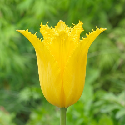 Bulbi Lalele Crețe Schiedam Yellow 12+ | Bulbshop.ro