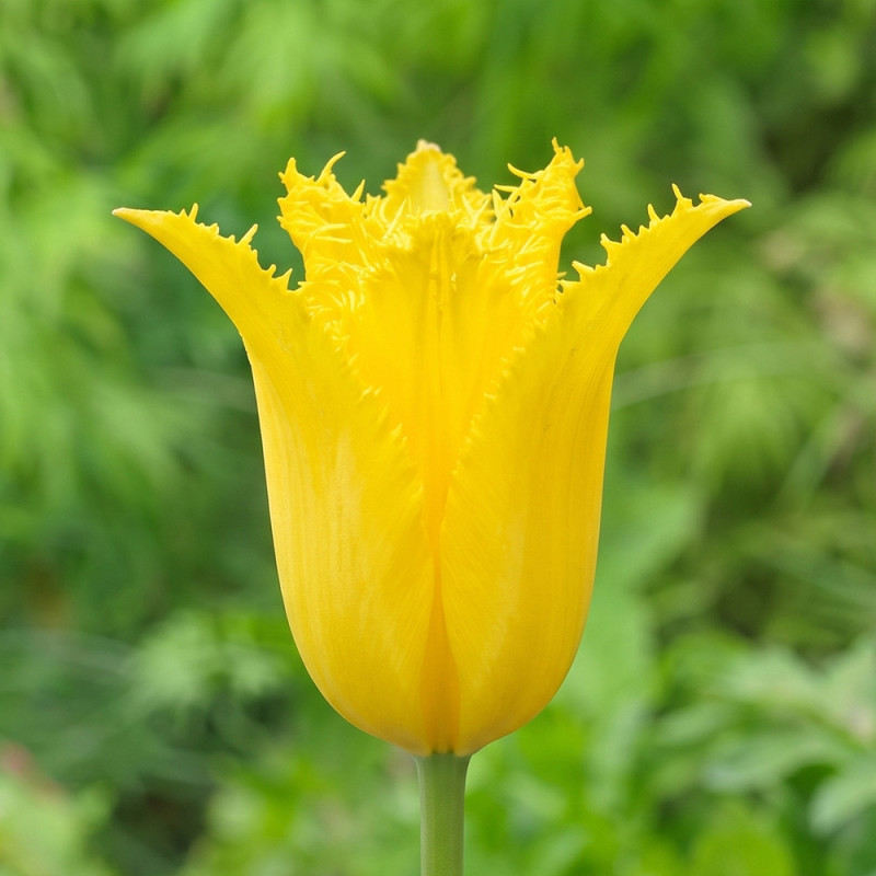 Bulbi Lalele Crețe Schiedam Yellow 12+ | Bulbshop.ro