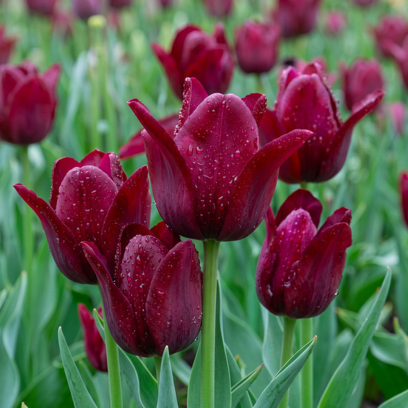 Bulbi Lalele Merlot 12+  | Bulbshop.ro