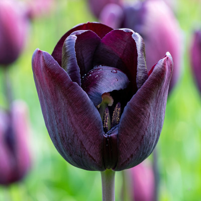 Bulbi Lalele Indeland 12+ (Bătute, Violet Intens, Tip Bujor) | Bulbshop.ro