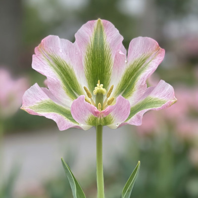 Bulbi Lalele China Town 12+ (Viridiflora, Verzi, Roz și Verde)