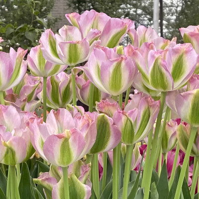 Bulbi Lalele China Town 12+ (Viridiflora, Verzi, Roz și Verde)