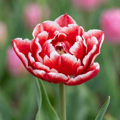 Lalele Batute Bulbi "Elegant Crown" 3 buc.