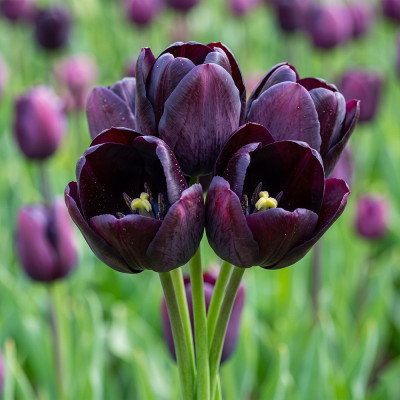 Bulbi Lalele Queen Of The Night 12+ (Laleaua Neagră, Violet Închis) | Bulbshop.ro