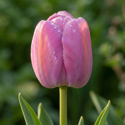 Lalele Darwin Hybrid "Purple Pride" 3 Bulbi - Bulbshop