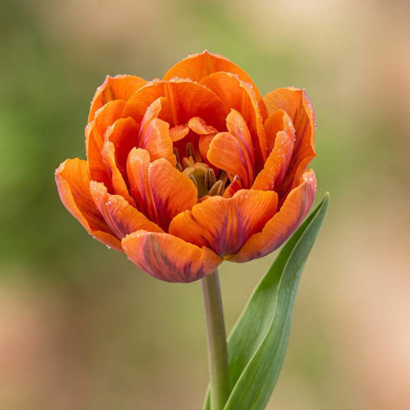 Lalele Duble "Orange Princess" 3 Bulbi - Bulbshop
