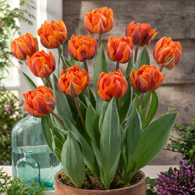 Lalele Duble "Orange Princess" 3 Bulbi - Bulbshop