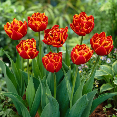 Bulbi Lalele Orange Princess 12+ (Bătute, Portocaliu, Tip Bujor) | Bulbshop.ro