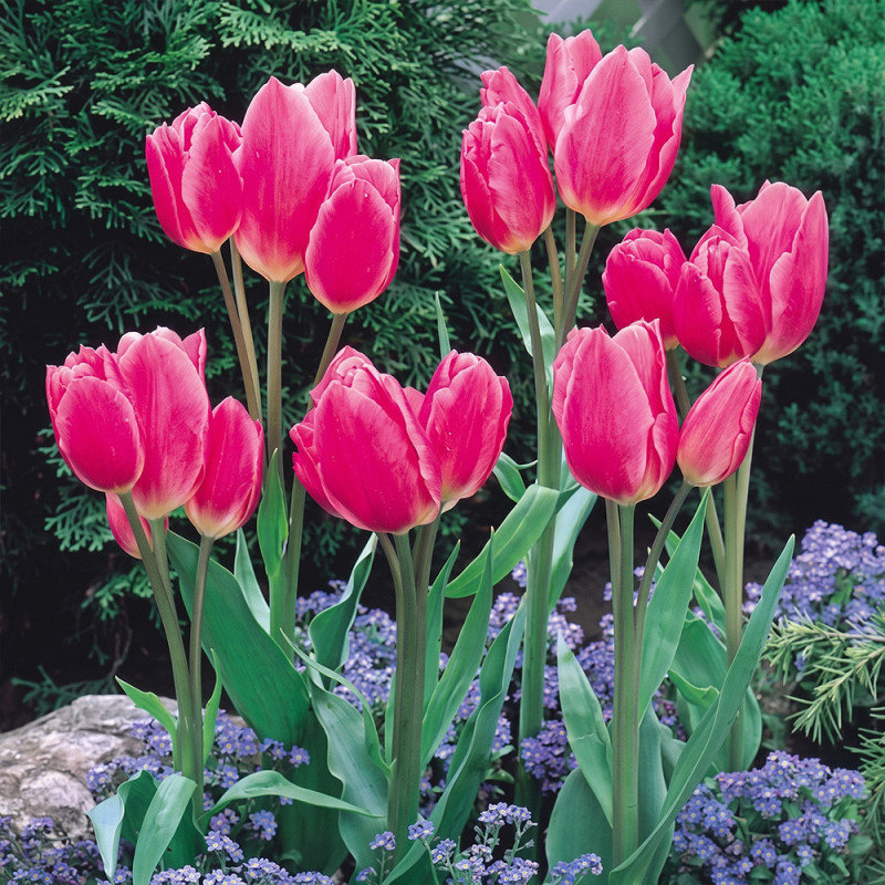 Bulbi Lalele Multiflora Happy Family 12+ (Multiflorale, Roz-Fucsia) | Bulbshop.ro