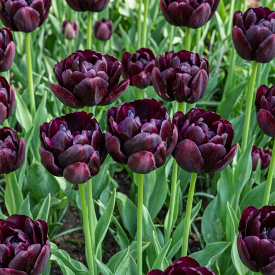 Bulbi Lalele Black Hero 12+ (Bătute, Violet-Închis, Tip Bujor) | Bulbshop.ro