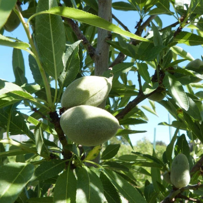 Migdal - Prunus Dulcis - Pom Fructifer - Anul 3 - Bulbshop