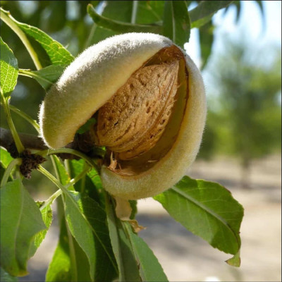 Migdal "Penta" - Pom Fructifer - Anul 3 - Bulbshop