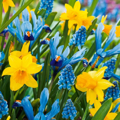 Set 100 Bulbi Simfonia Primăverii (Narcise, Iris, Muscari, Olanda)