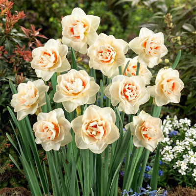 Narcise Batute "Flower Paradise" 3 Bulbi/Pachet