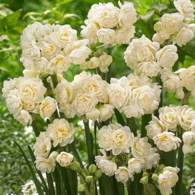 Narcise Batute cu Floare Mare "Erlicheer" 3 Bulbi/Pachet