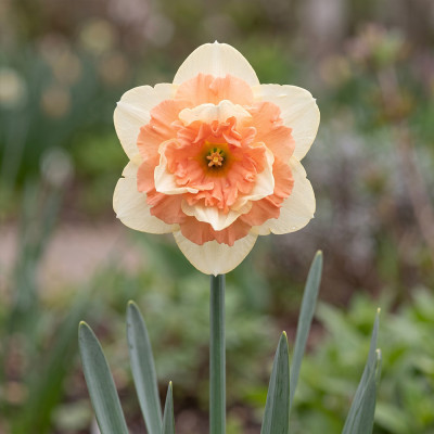 Bulbi Narcise Vanilla Peach 12/14 (Coroană Piersică-Vanilie, Olanda)